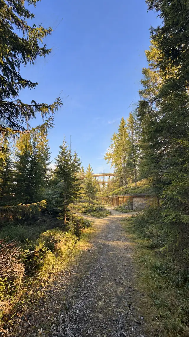 A forest path leading toward a partly concealed study of Atriet in timber, stone and glass
